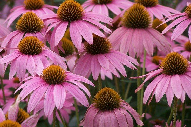 Эхинацея – фото