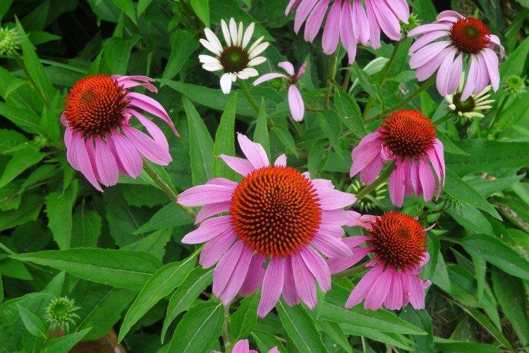 Эхинацея – фото