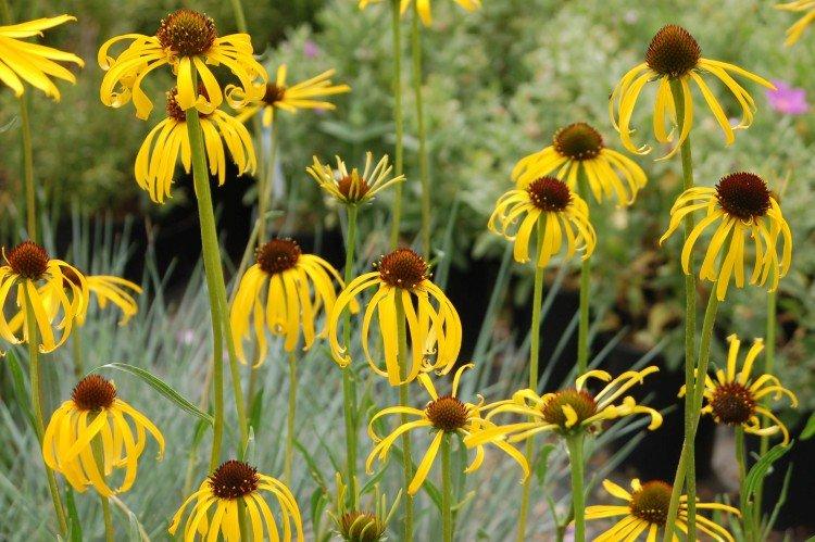 Странная эхинацея