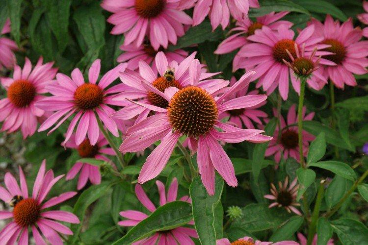 Эхинацея – фото