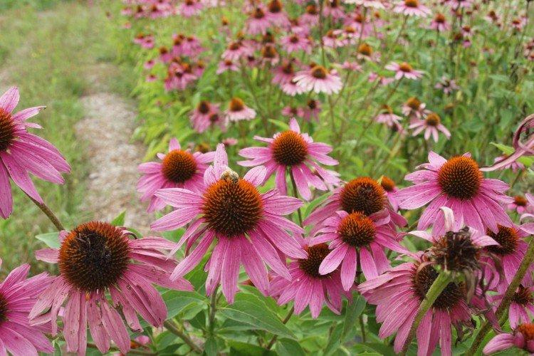 Эхинацея – фото