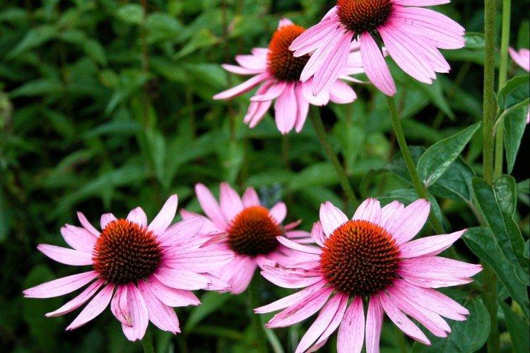 Эхинацея – фото