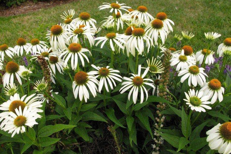 Эхинацея – фото