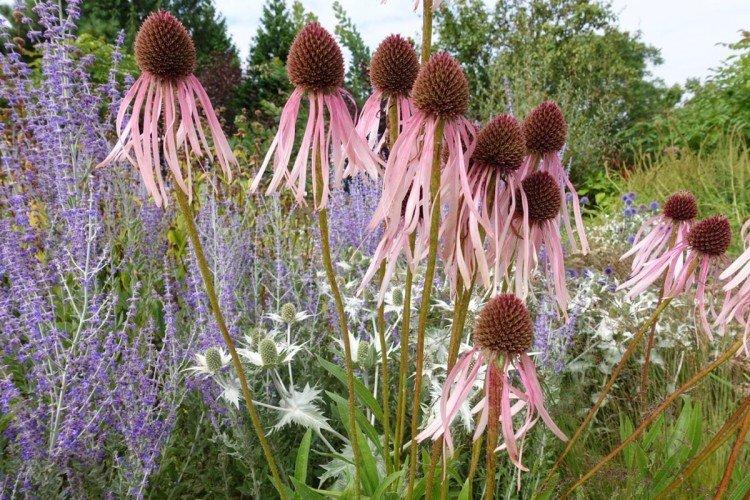 Бледная эхинацея