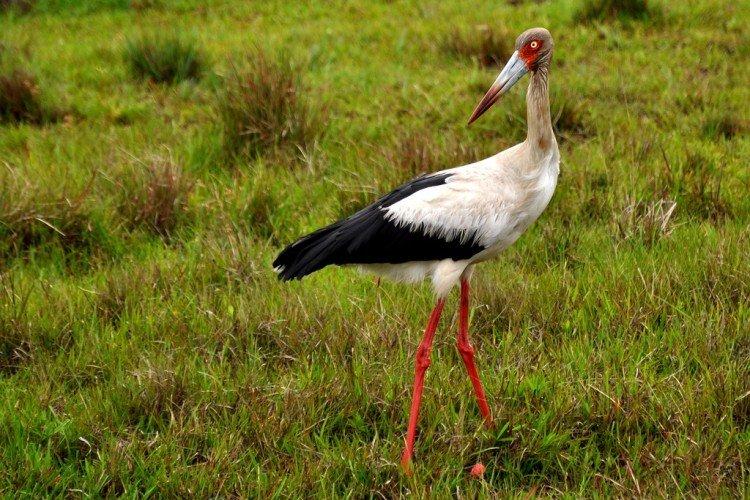 Американский аист