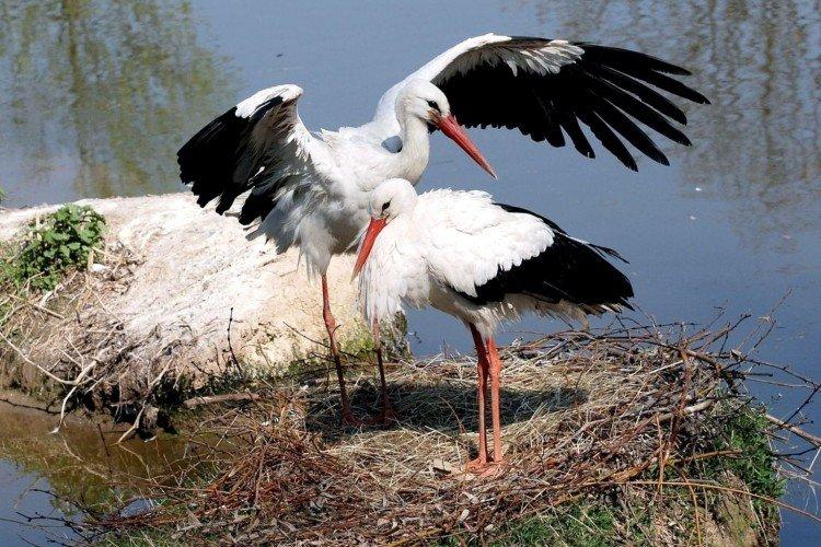 Естественные враги