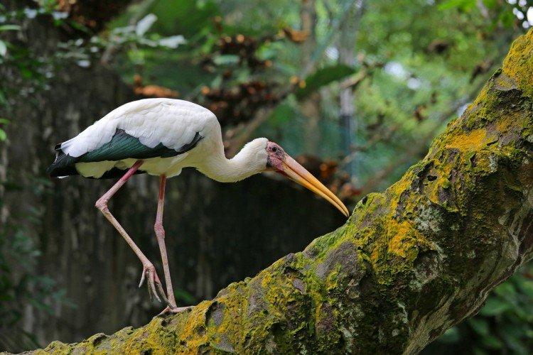 Аисты – фото