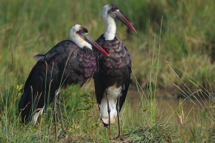 Аисты – фото