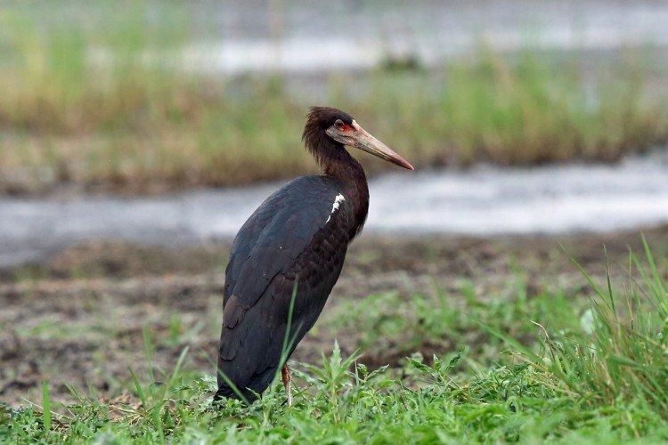 Аисты – фото