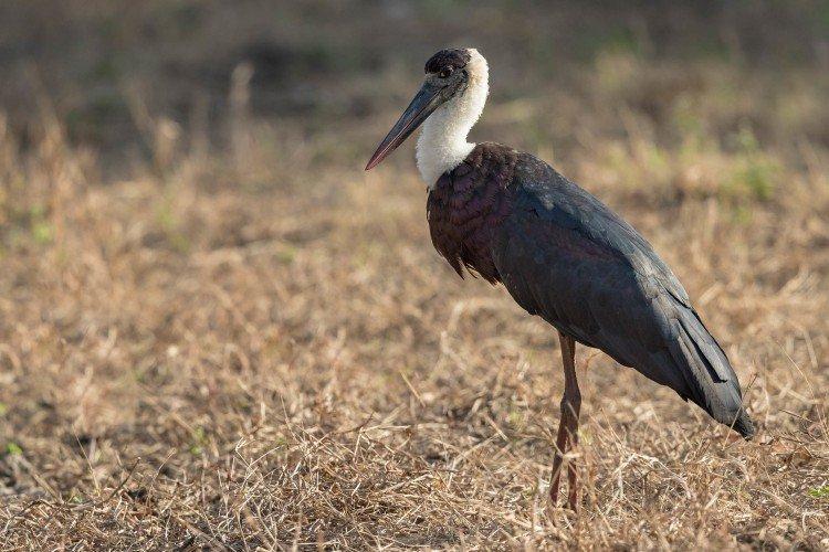 Аисты – фото