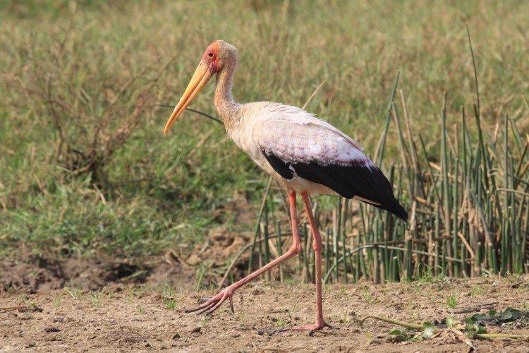 Аисты – фото