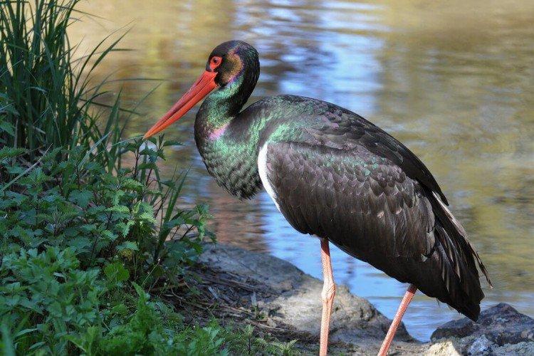 Аисты – фото