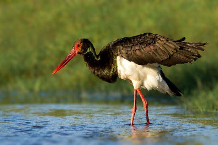 Аисты – фото