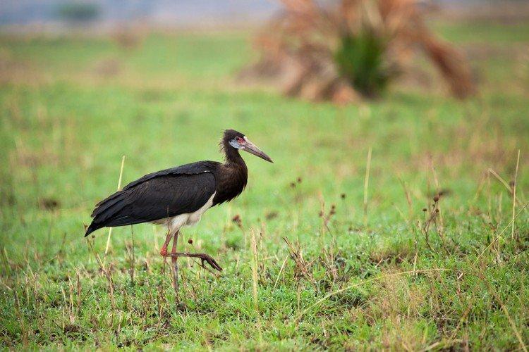 Аисты – фото