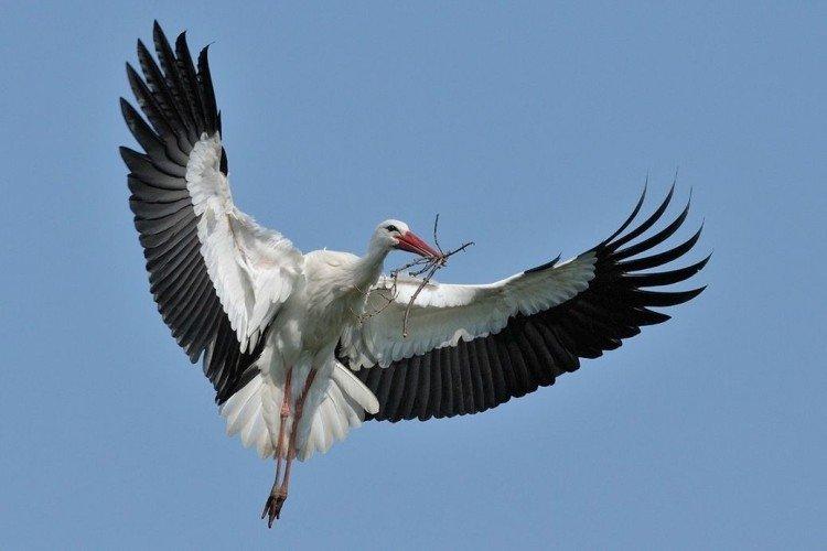 Аисты – фото