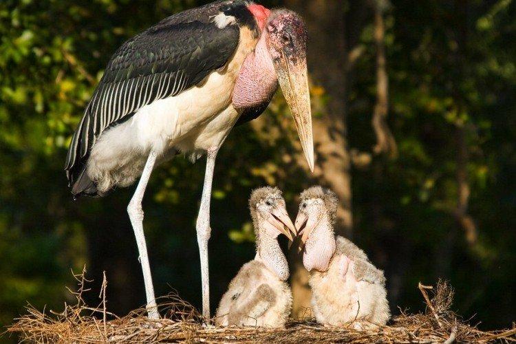 Аисты – фото