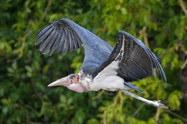 Аисты – фото