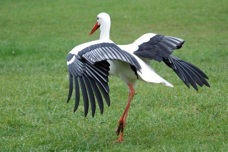 Аисты – фото