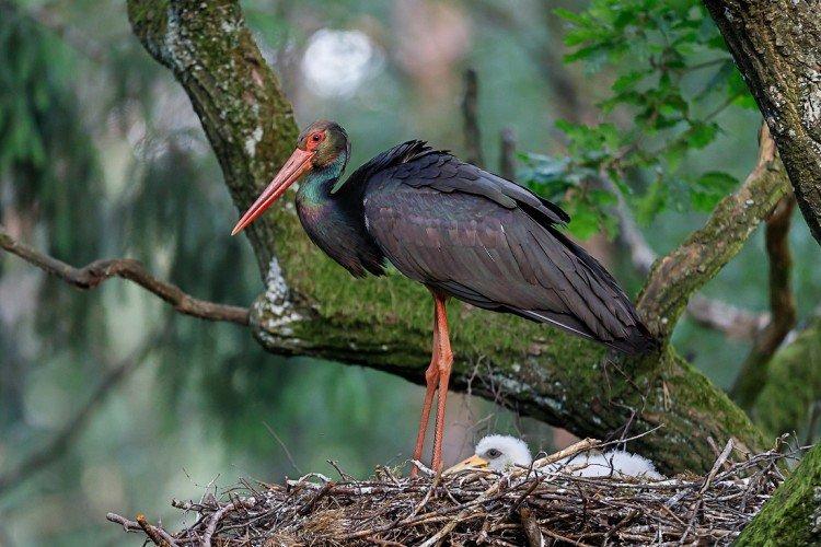 Черный аист