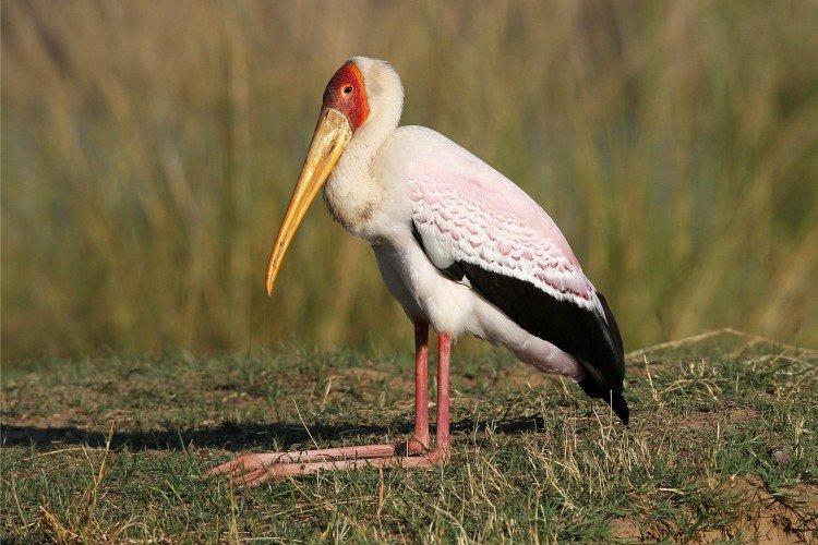 Африканский клювач