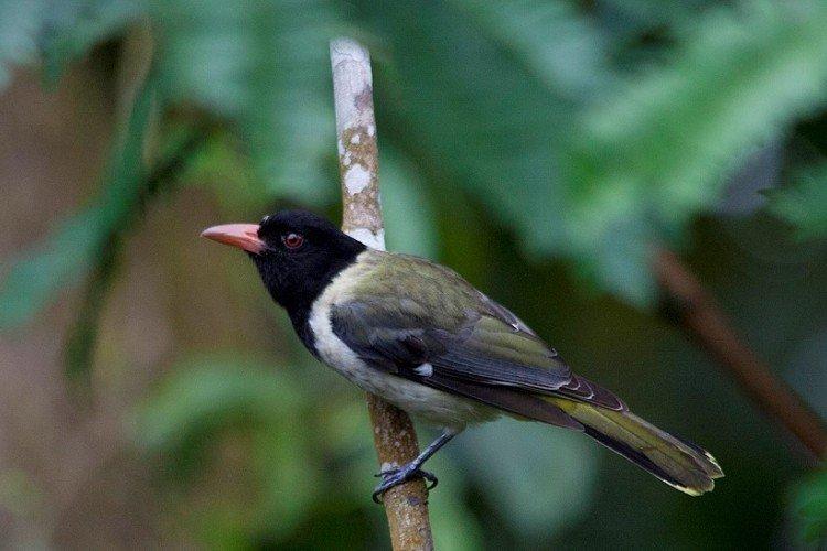 Большеклювая иволга