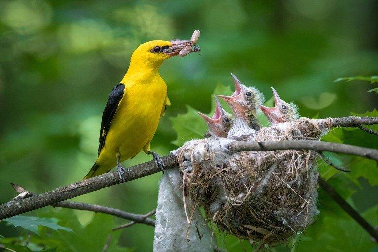 Размножение иволги