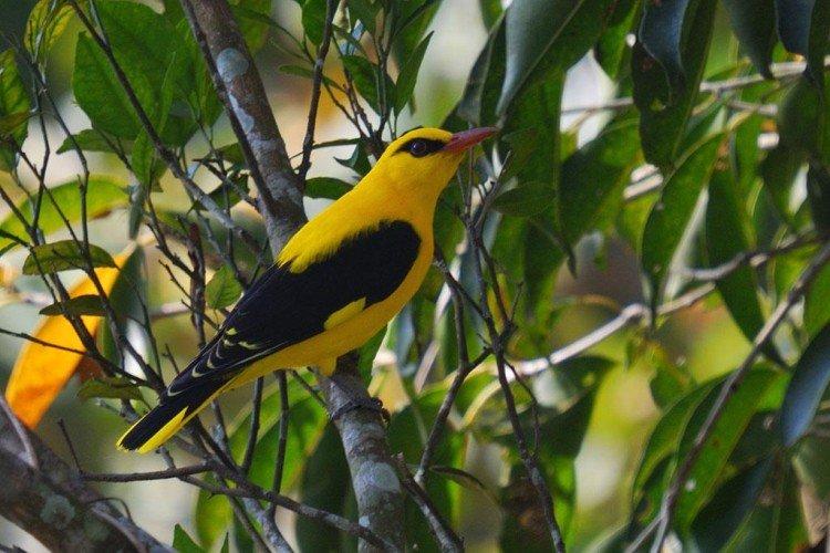 Естественные враги