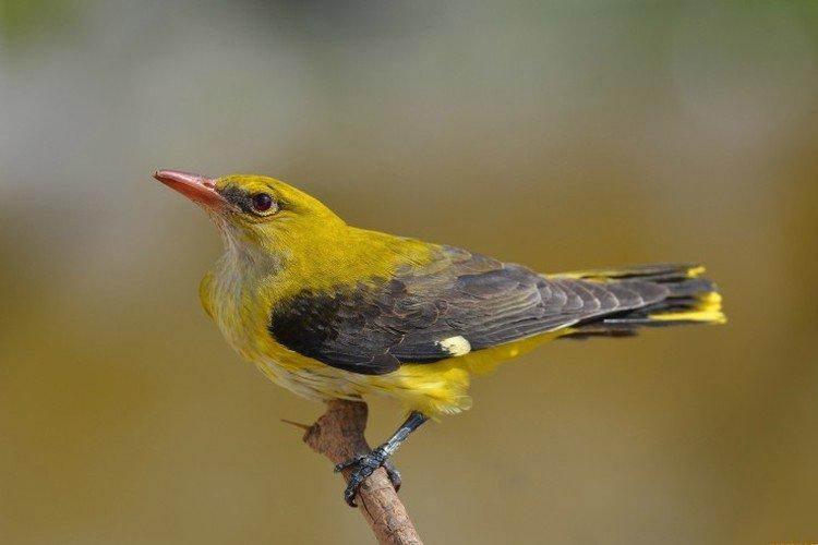 Иволга – фото