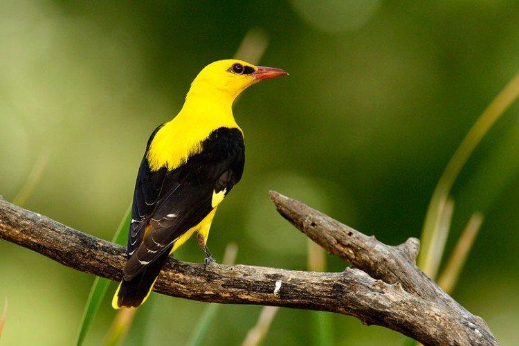 Иволга – фото