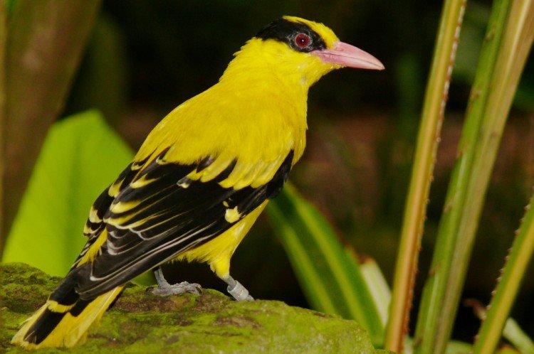 Иволга – фото