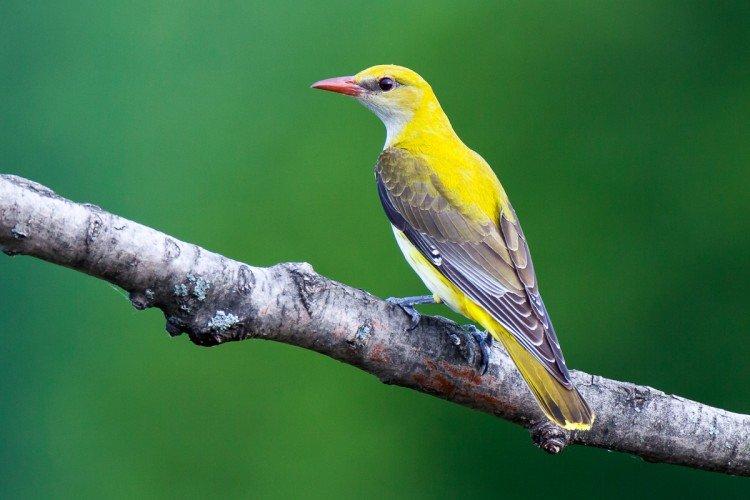 Иволга – фото