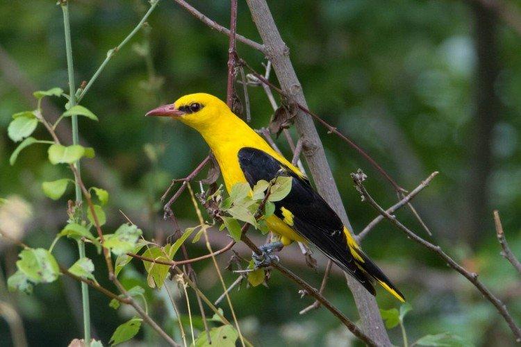 Иволга – фото