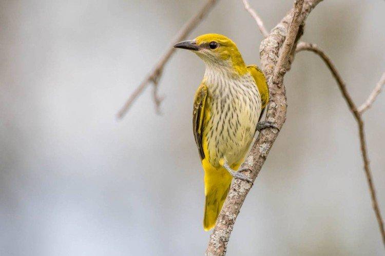 Иволга – фото