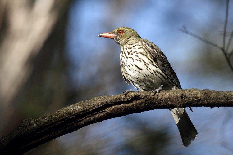 Иволга – фото