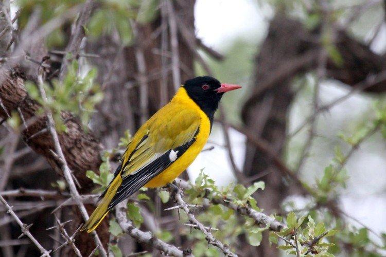 Иволга – фото