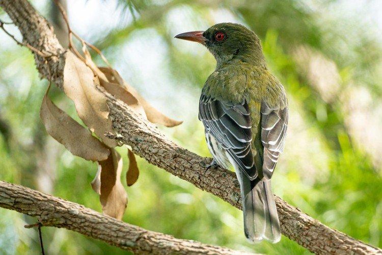 Иволга – фото