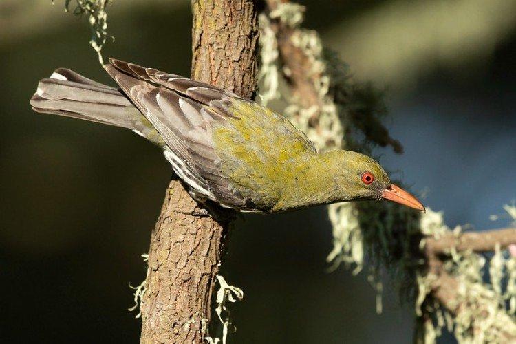 Иволга – фото