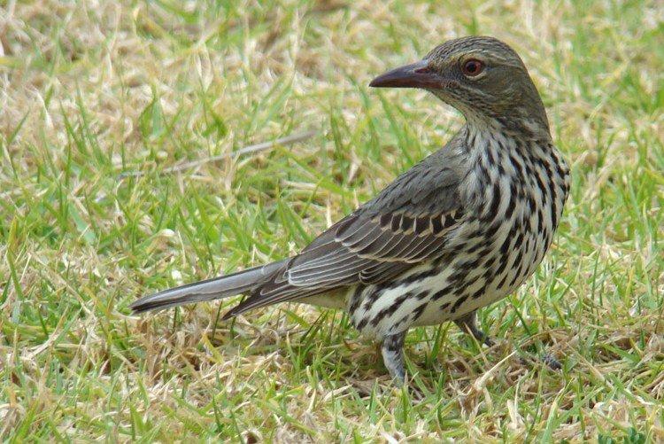 Иволга – фото