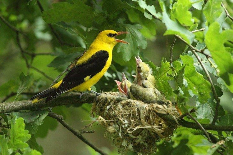 Иволга – фото