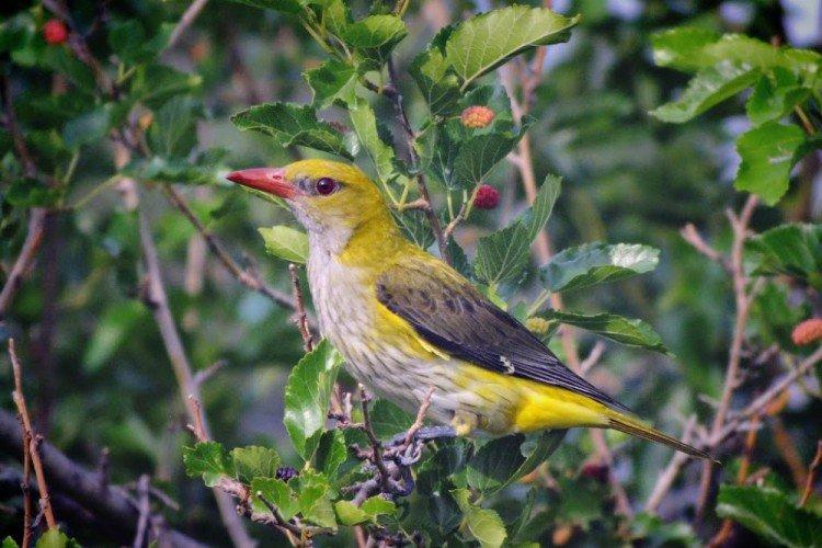 Иволга – фото