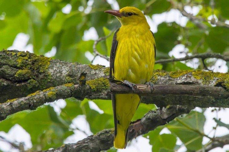 Сколько живет иволга?