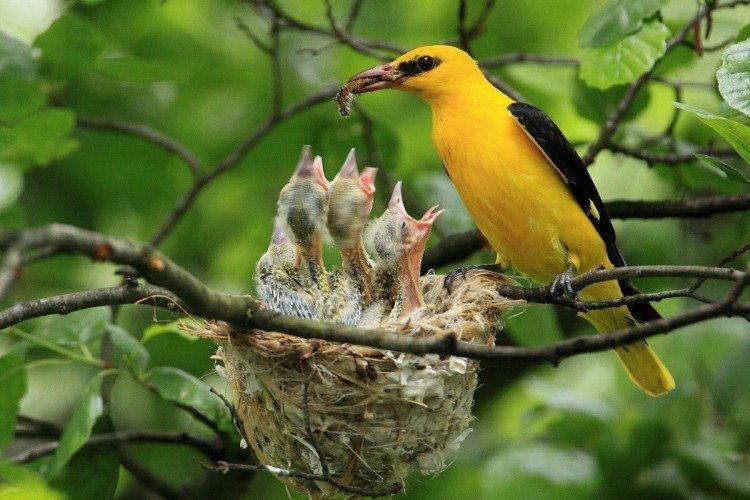 Обыкновенная иволга