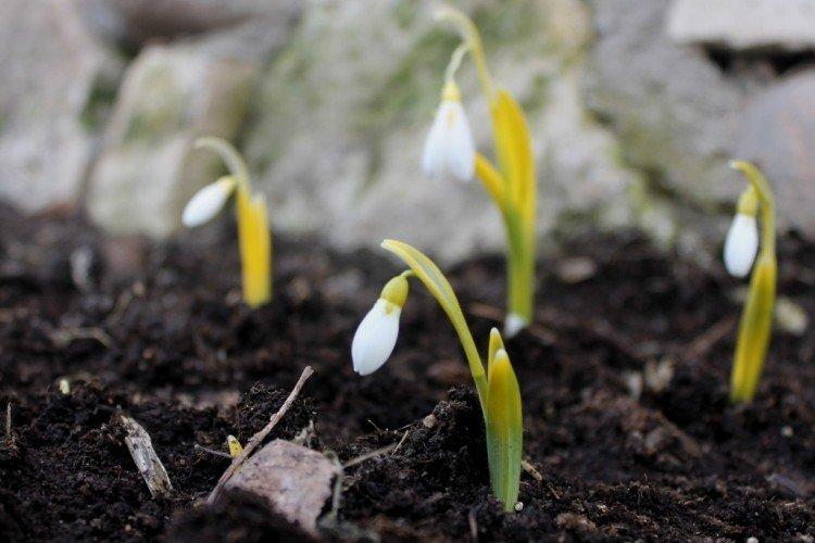 Посадка и размножение галантуса