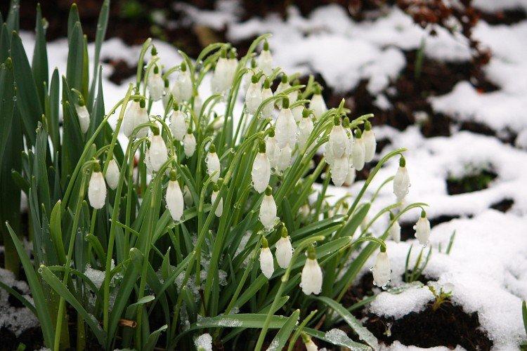 Галантус – фото