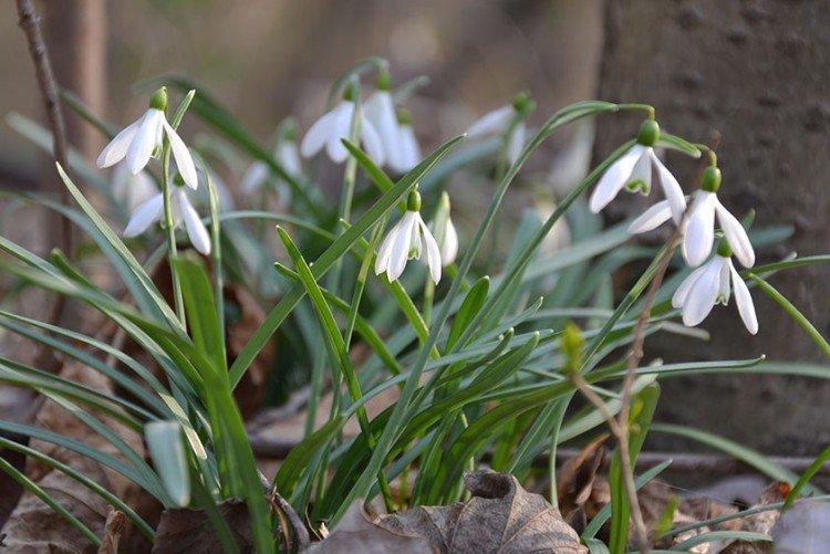 Складчатый галантус