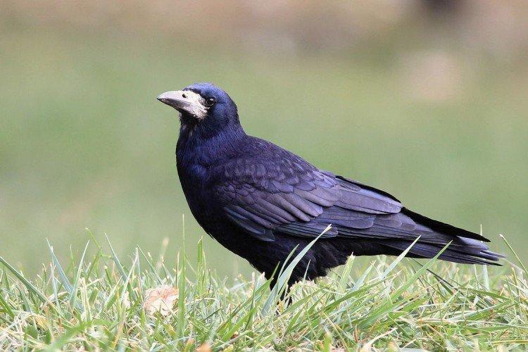 Польза грачей