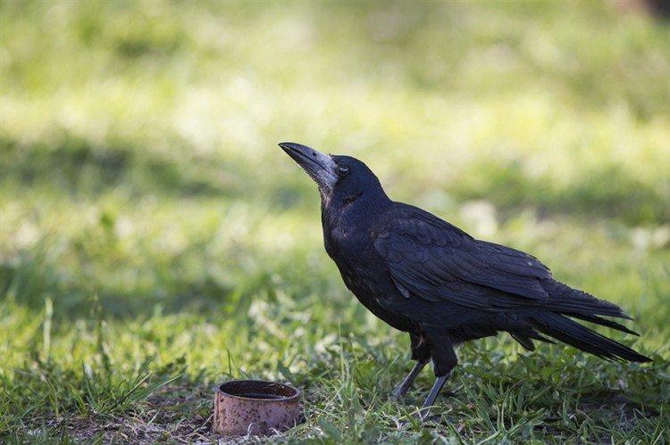 Грачи – фото птицы