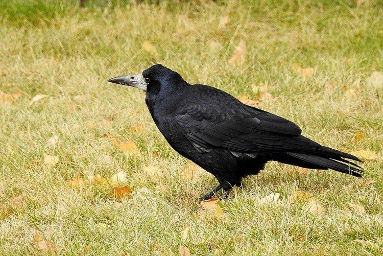 Грачи – фото птицы