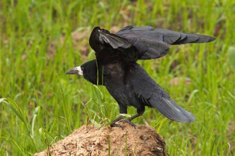 Грачи – фото птицы