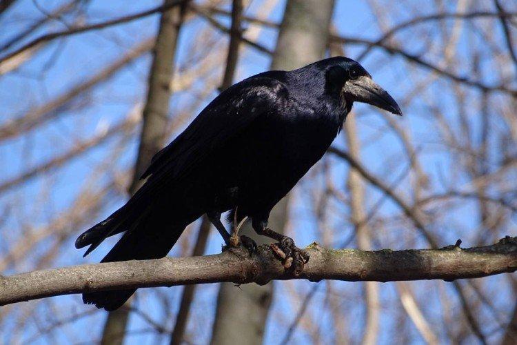 Грачи и вороны: отличия